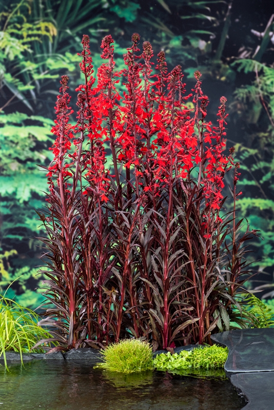 Lobelia ful. 'Queen Victoria'