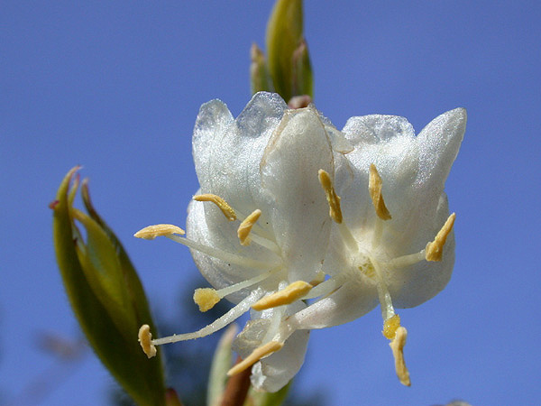 Lonicera fragrantissima Lonicera fragrantissima