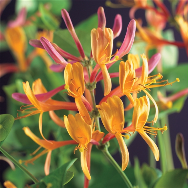 Lonicera hec. 'American Beauty' Lonicera hec. 'American Beauty'