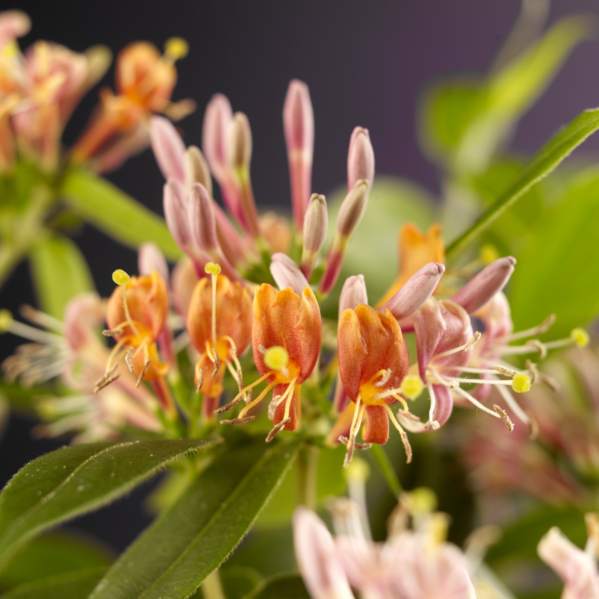Lonicera henryi Lonicera henryi