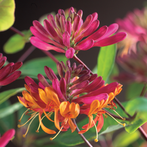 Lonicera hec. 'Goldflame' Lonicera hec. 'Goldflame'