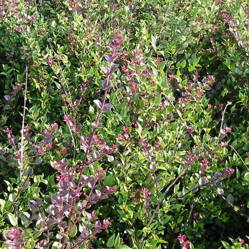 Lonicera nit. 'Red Tips' Lonicera nit. 'Red Tips'