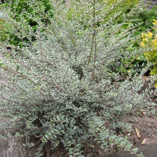 Lonicera nit. 'Silver Beauty' Lonicera nit. 'Silver Beauty'
