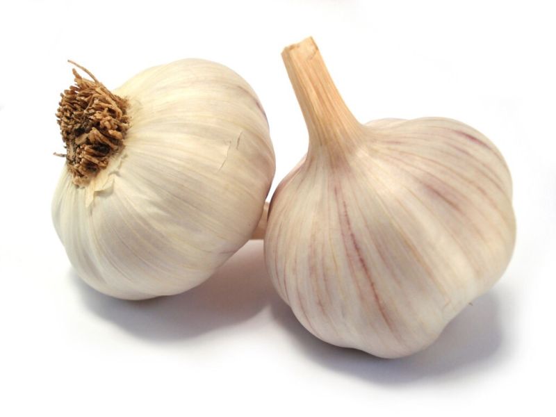 Knoflook - Plants Aulx 'Rose du Nord' 500 gr. Knoflook - Plants Aulx 'Rose du Nord' 500 gr.