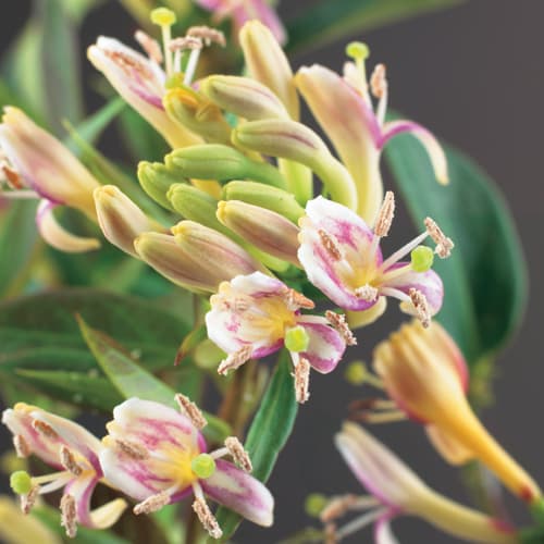 Lonicera periclymenum Lonicera periclymenum