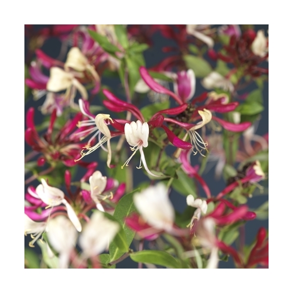 Lonicera per. 'Serotina' Lonicera per. 'Serotina'
