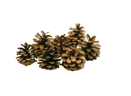 Denappels Austria Naturel - Cone de Pins Naturel