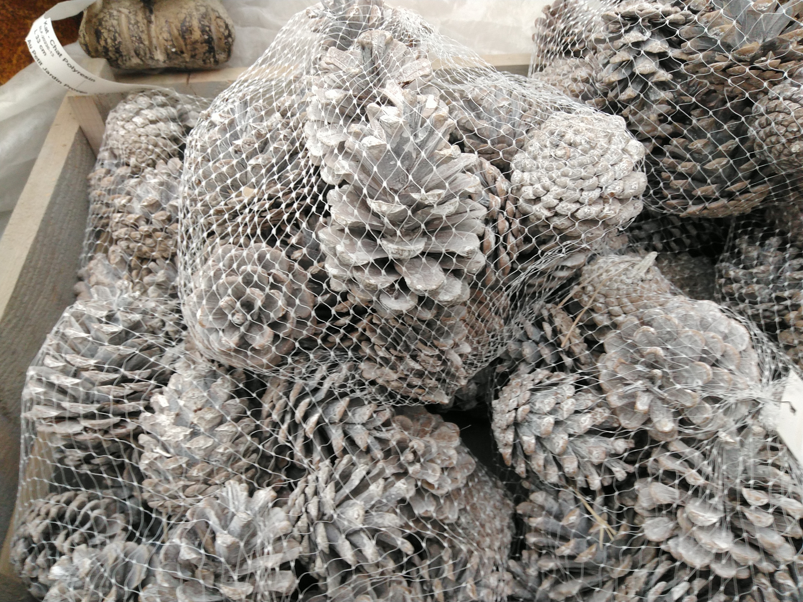 Denappels Austria White - Cone de Pins blanc