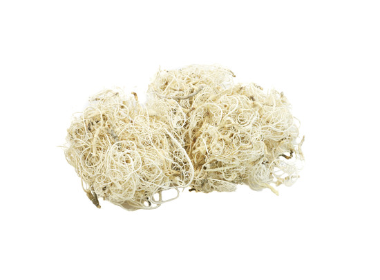CURLY MOSS 40gr GEBLEEKT