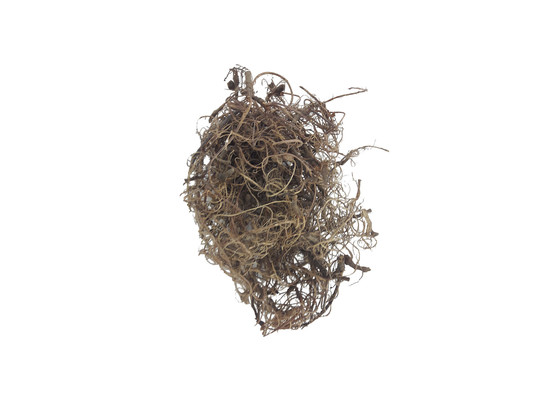 CURLY MOSS 40gr NATUREL