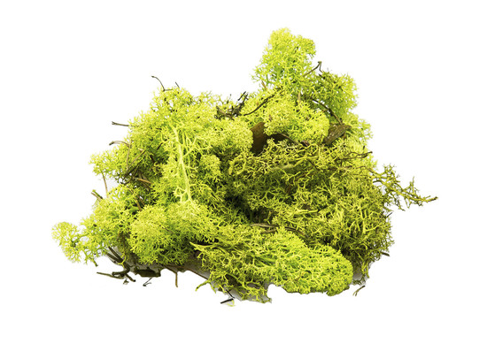 IJSLANDSMOS 150gr LICHTGROEN