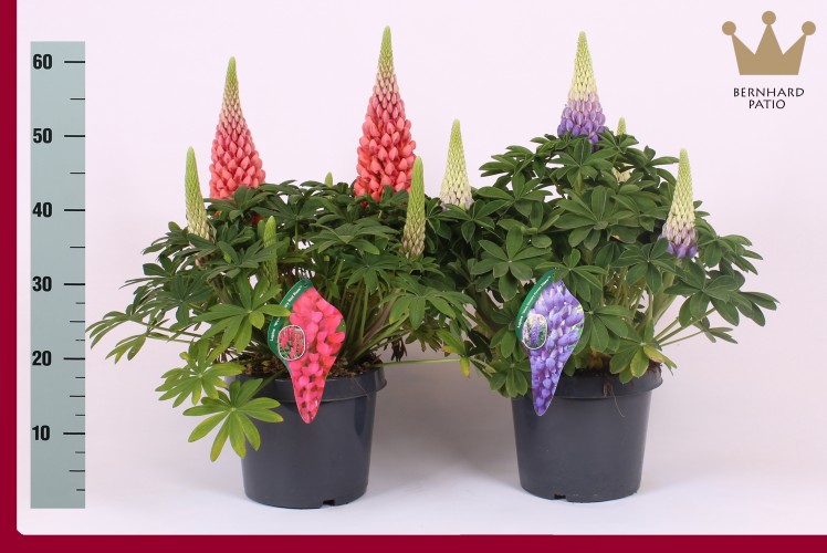 Lupinus 'W.Country Selection'