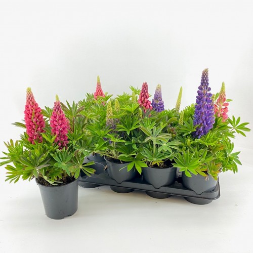Lupinus 'Gallery' Mix