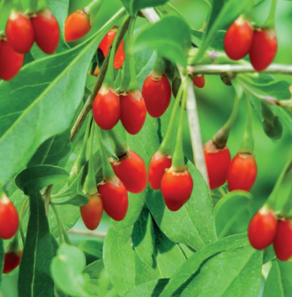 Lycium barbarum Gojibes