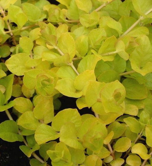 Lysimachia nummularia 'Goldii'