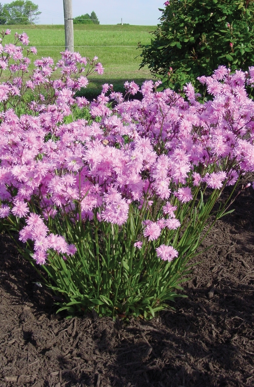 Lychnis 'Petite Jenny' Lychnis 'Petite Jenny'