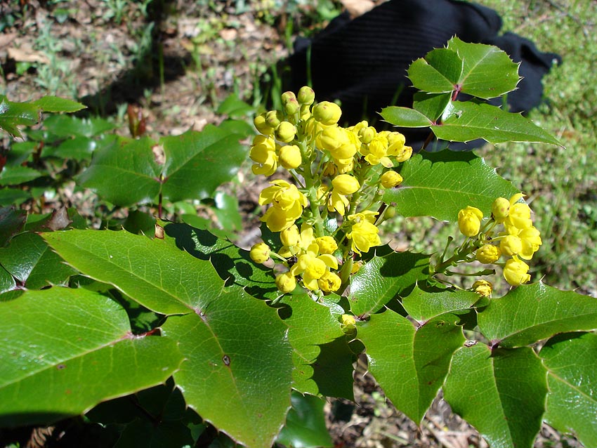 Mahonia aquifolium Mahonia aquifolium