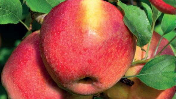 Malus dom. 'Braeburn' Malus dom. 'Braeburn'