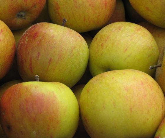 Malus dom. 'Cox's Orange Pippin' Malus dom. 'Cox's Orange Pippin'