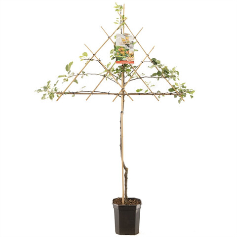 Malus d. 'Cox's Orange Pippin'