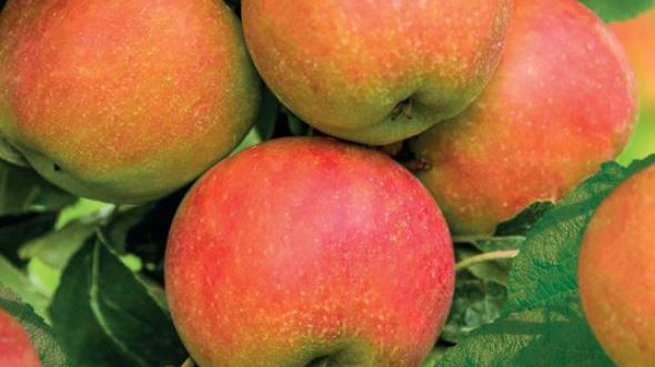 Malus dom. 'Ecolette' - Wondertree Malus dom. 'Ecolette' - Wondertree