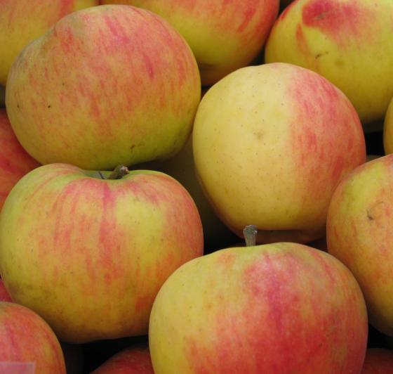 Malus d. 'Elstar' Malus d. 'Elstar'