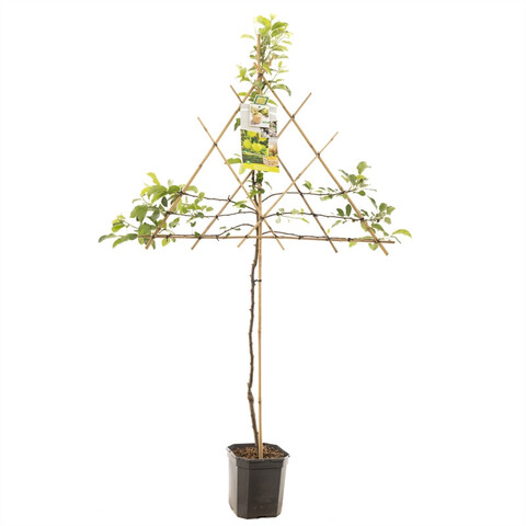 Malus dom. 'Golden Delicious' - struik