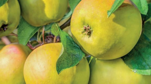 Wonder Tree - Malus dom. 'Glory of Kapelle' Wonder Tree - Malus dom. 'Glory of Kapelle'