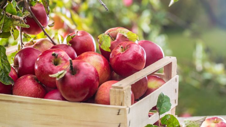 Malus dom. 'Gloster' Malus dom. 'Gloster'