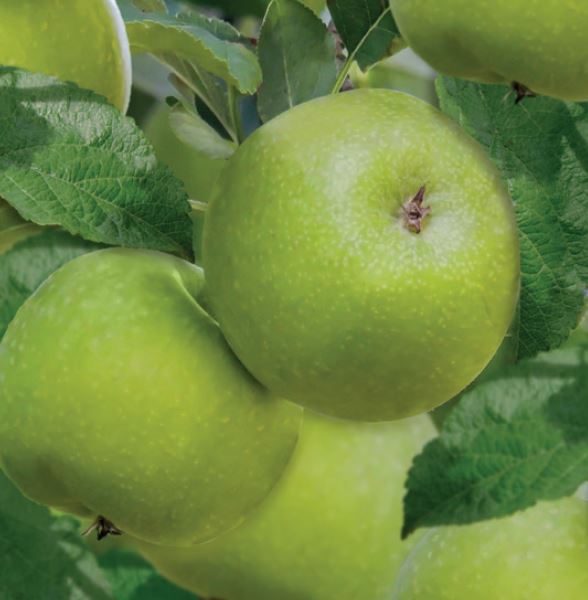 Malus d. 'Granny Smith'