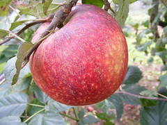 Malus d. 'Ingrid Marie' Malus d. 'Ingrid Marie'