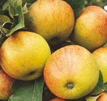 Malus d. 'James Grieve' Malus d. 'James Grieve'