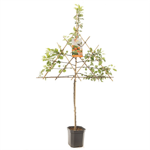 Malus d. 'James Grieve'