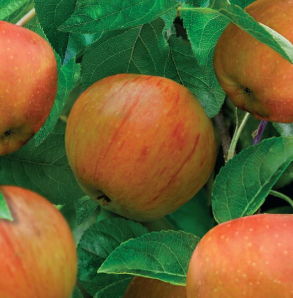 Malus d. 'James Grieve'