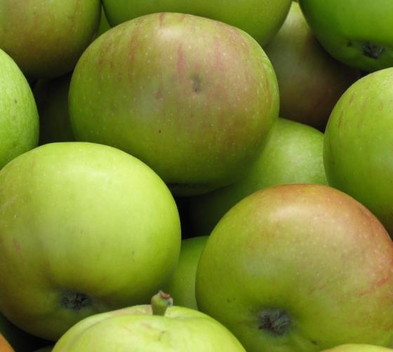 Malus d. 'Jacques Lebel' Malus d. 'Jacques Lebel'