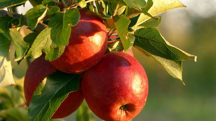 Malus dom.'Junami'  12 - 15 J oud