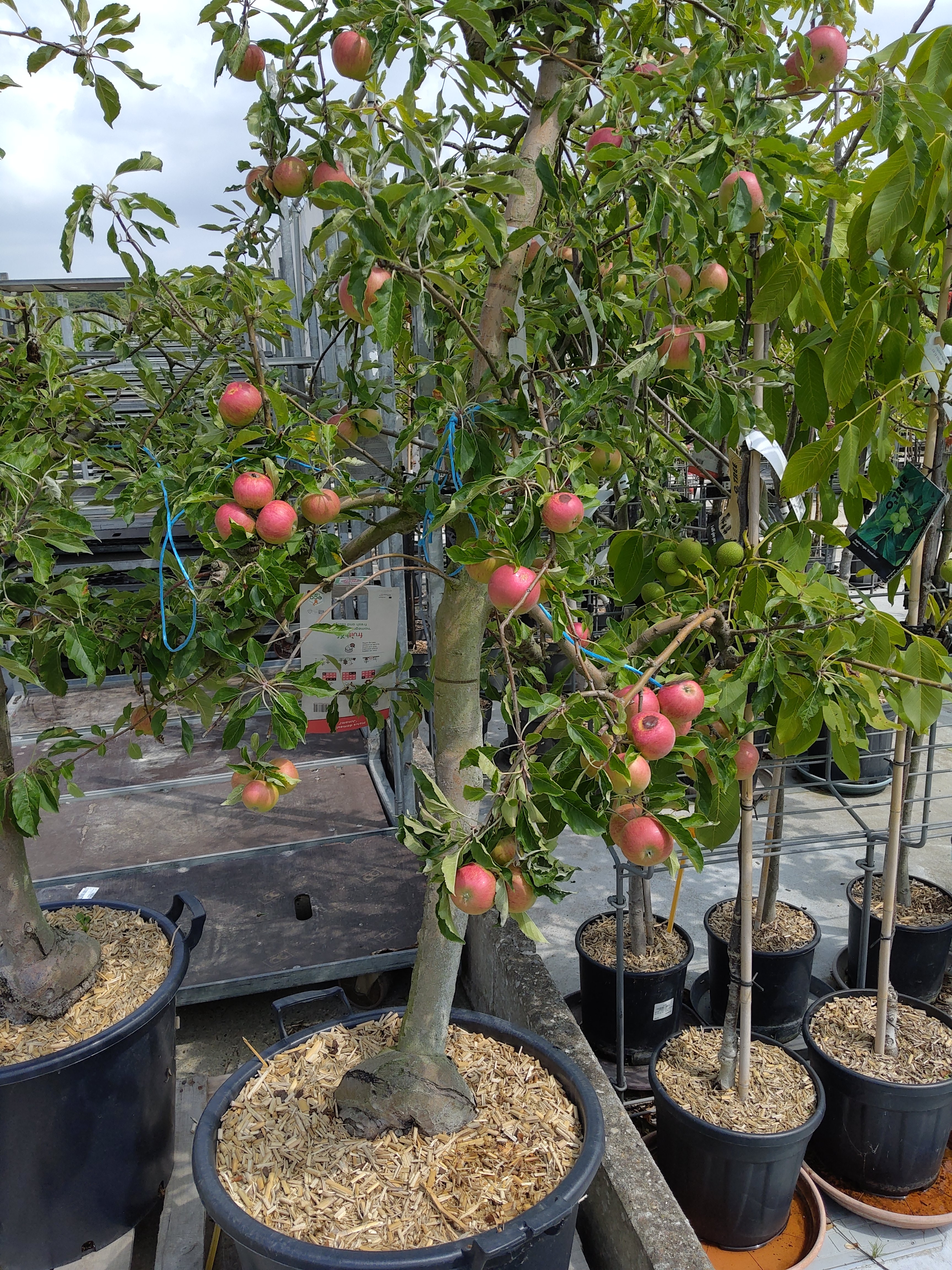 Malus dom.'Junami'  12 - 15 J oud