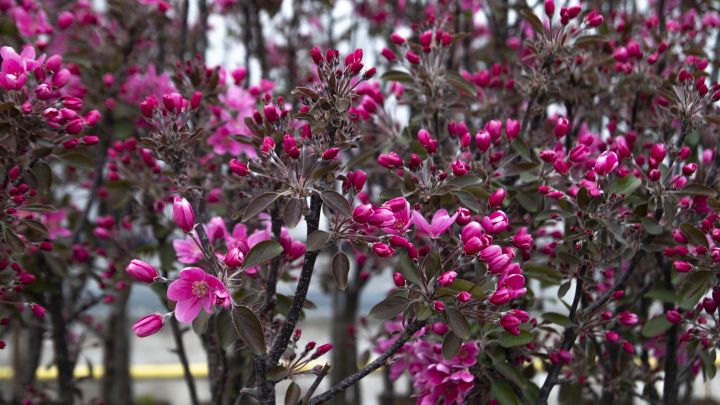 Malus d. 'Maypole'