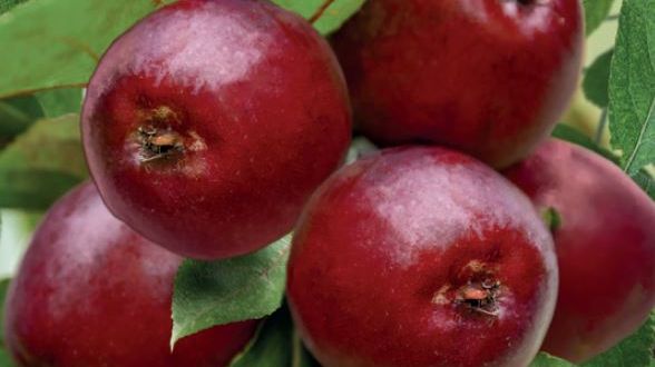 Malus d. 'Maypole'