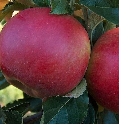 Malus d. 'Melrose' Malus d. 'Melrose'