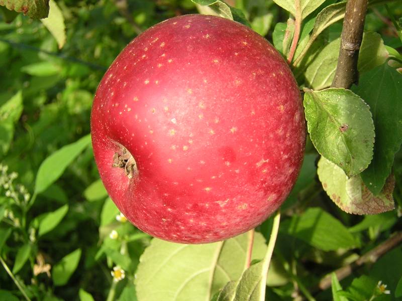 Malus d. 'Renette Etoilée' - Sterappel struik Malus d. 'Renette Etoilée' - Sterappel struik