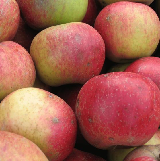 Malus d. 'Renette de France'