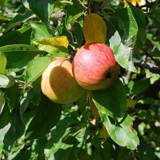 Malus d. 'Reine des Renettes' struik Malus d. 'Reine des Renettes' struik
