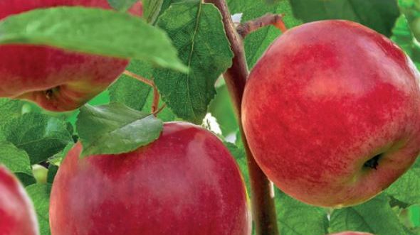 Wonder Tree - Malus dom. 'Santana' Wonder Tree - Malus dom. 'Santana'