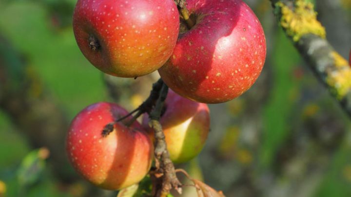 Malus d. 'Schone van Boskoop' / 'Groene Boskoop' Malus d. 'Schone van Boskoop' / 'Groene Boskoop'