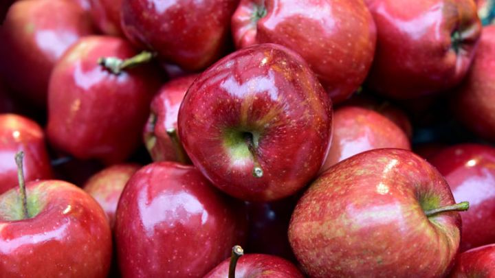 Malus domestica 'Summerred'