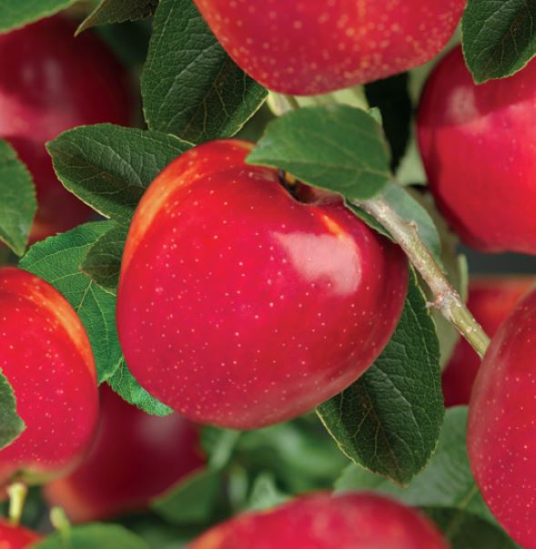 Malus domestica 'Summerred'
