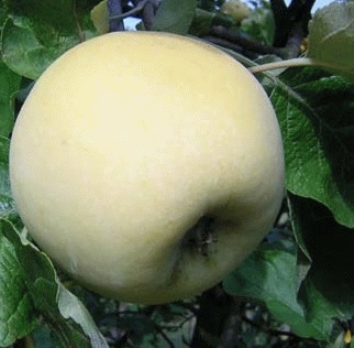 Malus dom. 'Transparente Blanche'