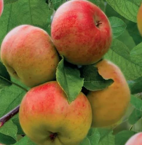 Wonder Tree - Malus dom. 'Topaz' 