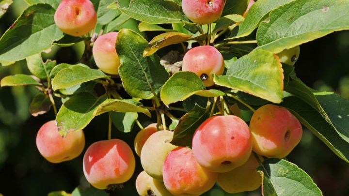Malus 'Evereste'